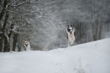Naklejka na ściany i meble Hunde im Schnee