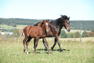 Naklejka na ściany i meble Mare of czech sport pony with its foal