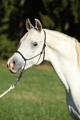 Amazing white stallion of arabian horse