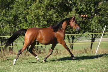 Nice brown arabian mare running