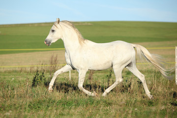 Naklejka na ściany i meble Amazing arabian stallion running