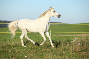 Fototapeta na wymiar Amazing arabian stallion running