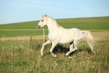 Obraz na płótnie Canvas Amazing arabian stallion running