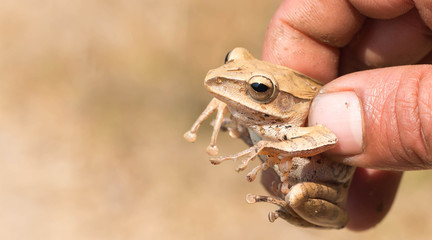 Close-up photograph of a Wood Frog in its natural habitat