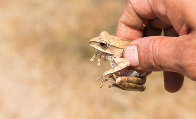 Close-up photograph of a Wood Frog in its natural habitat