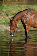 Amazing arabian horse in water