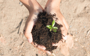 hands holding young plant. Ecology concept