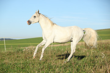 Fototapeta na wymiar Amazing arabian stallion running