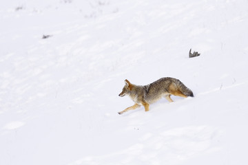 Winter Snow coyote