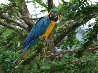 Papagayo - Loro