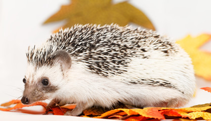 African white- bellied hedgehog