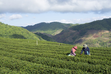 Fototapeta na wymiar Worker harvesting tea in plantation in Chiang Rai, Thailand