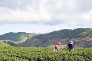 Fototapeta na wymiar Worker harvesting tea in plantation in Chiang Rai, Thailand