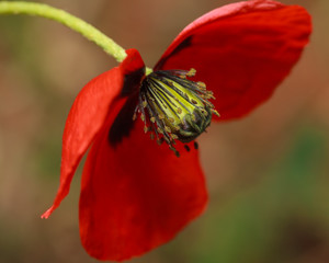 Red poppy