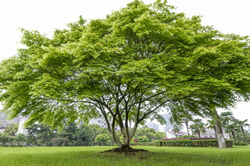 Beautifull green tree