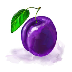 fruit plum Vector illustration  hand drawn  painted watercolor