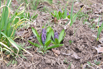 Crocuses