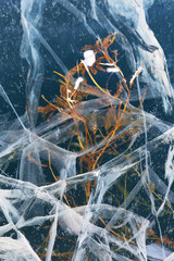 Surface of frozen Lake Baikal. Sprig of algae in ice