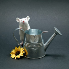 La souris et son arrosoir © imacture