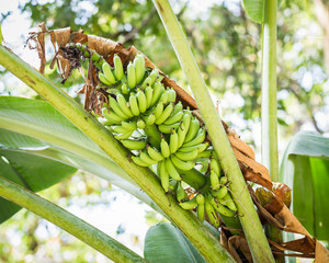 Banana on plant