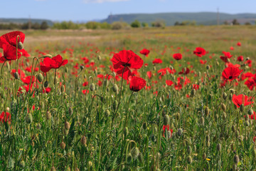 Fototapeta na wymiar Poppy meadow in Crimea