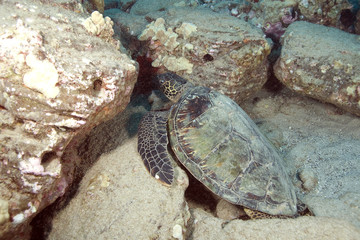 Hawaii Turtle