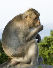 Monkey sit and eat fruit.It look fixedly straight.Out of focus b