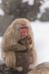 雪山の猿の親子　snow monkey japan