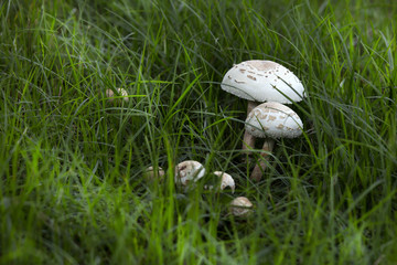 Magic Mushroom in grass of  backyard.ItÕs narcotic like LCD.Shap