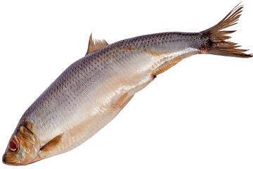 Atlantic herring carcass on white