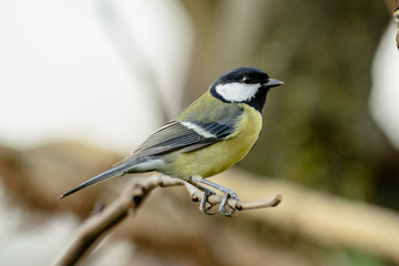 Cinciallegra 6