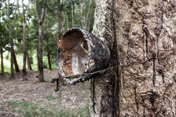 Cup and slit  Rubber Tree. At stem are trail of rubber tapping.B