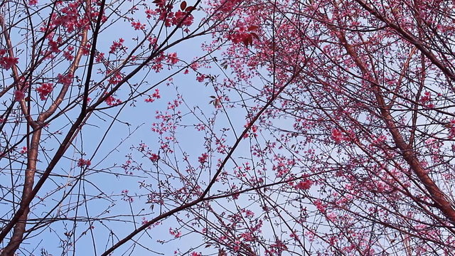 Branch of pink sakura blossoms at Phu Lom Lo mountain, Thailand
