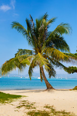 Obraz na płótnie Canvas Landscape the sea, the boat, a palm tree in Phuket