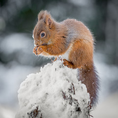 A Red Squirrel feeding in Winter