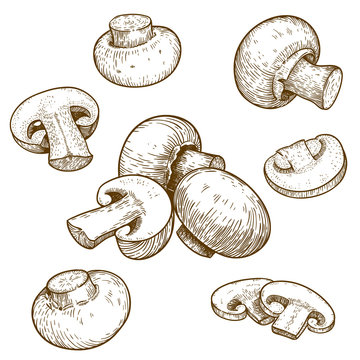 engraving illustration of mushrooms champignons