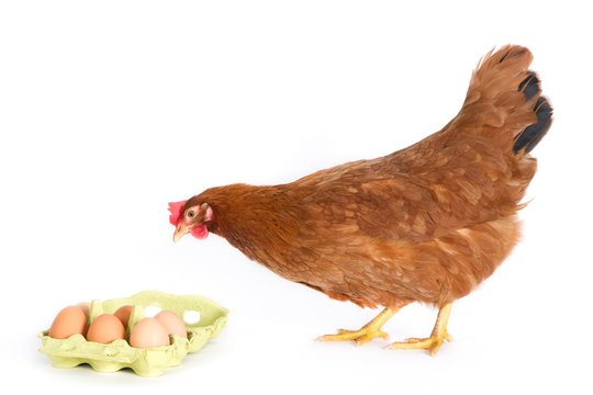 Hen looking at eggs in package. Light background.