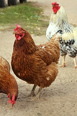 Brown hen.