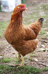 Brown hen.