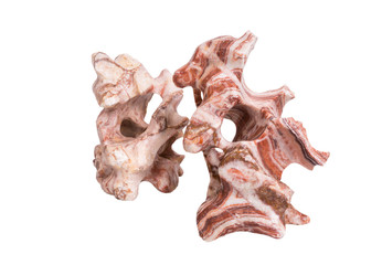 Obraz premium stone for the aquarium