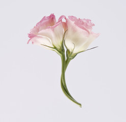 Two rosebud intertwined.