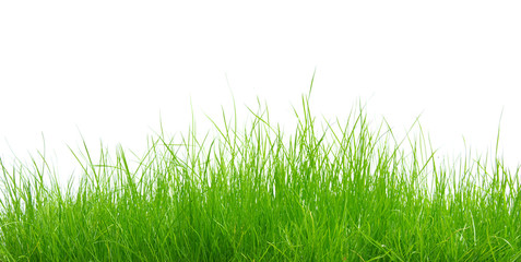 Fototapeta premium Green grass on white background