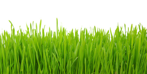 Green grass on white background