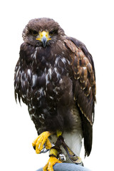 bird of prey