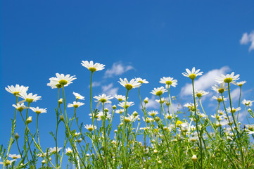 white daisies