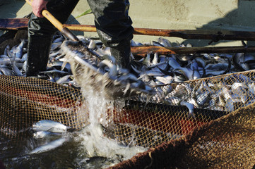 fishing nets
