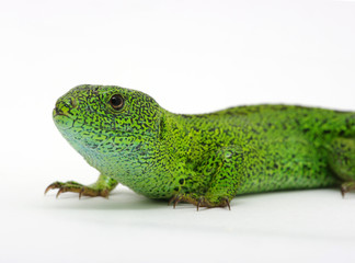 green lizard