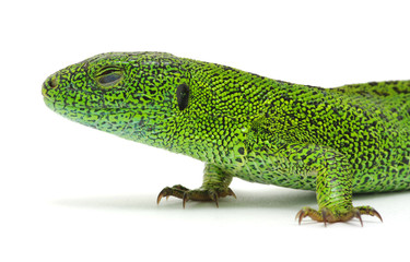 green lizard