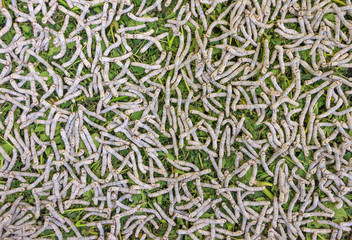 Silk Production Process, Silkworm with mulberry green leaf