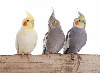 Cockatiel